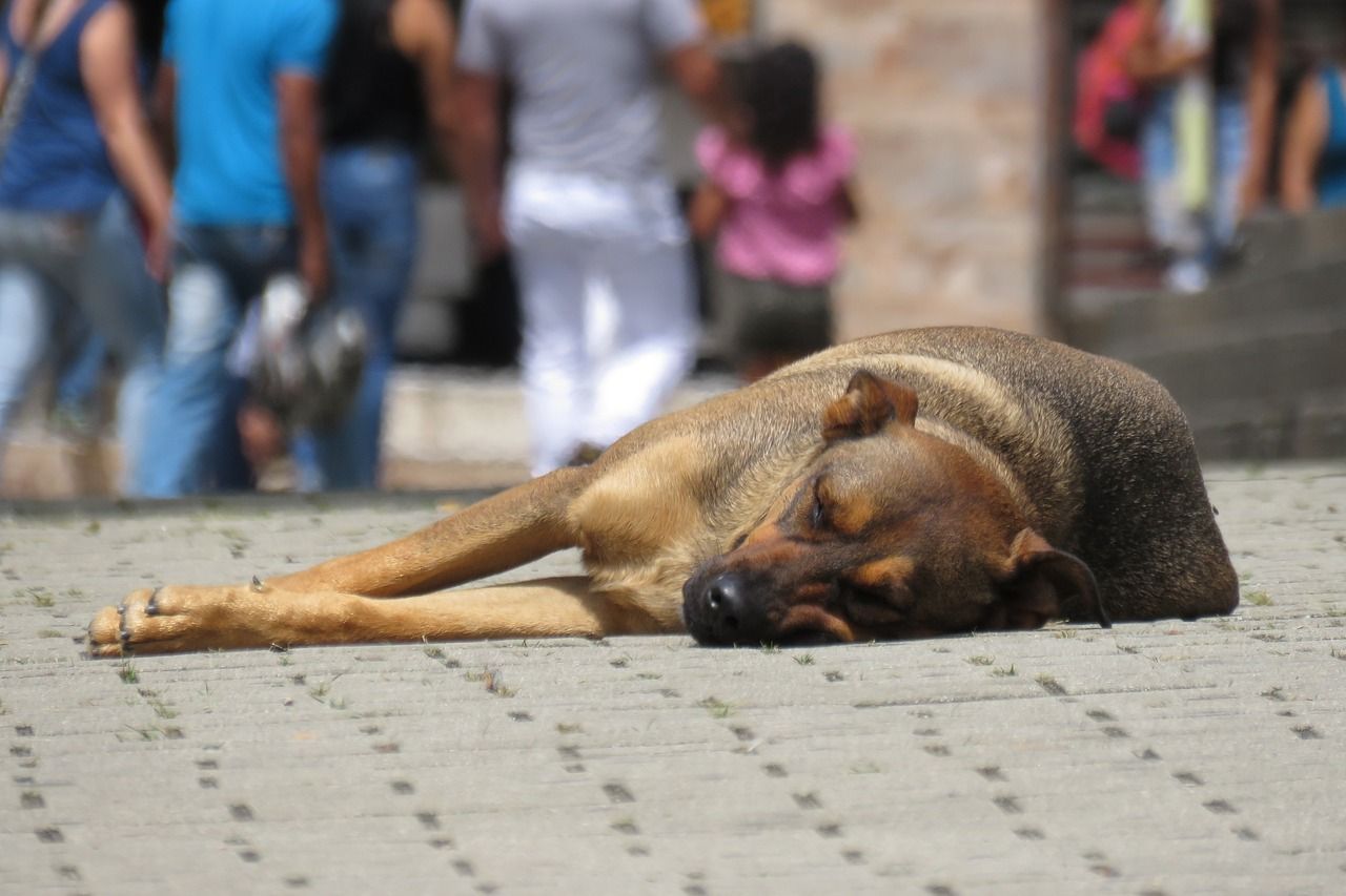 TASSO e.V. – Rettung und Schutz für herrenlose Hunde